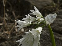 Allium triquetrum 28, Driekantige look, Saxifraga-Jan van der Straaten