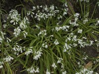 Allium triquetrum 29, Driekantig look, Saxifraga-Willem van Kruijsbergen