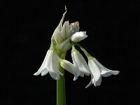Allium triquetrum 3, Driekantig look, Saxifraga-Jan van der Straaten