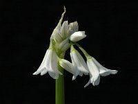 Allium triquetrum 3, Driekantige look, Saxifraga-Jan van der Straaten