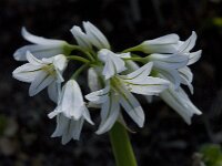Allium triquetrum 34, Driekantig look, Saxifraga-Willem van Kruijsbergen