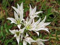Allium triquetrum 38, Driekantig look, Saxifraga-Hans Grotenhuis