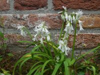 Allium triquetrum 41, Driekantig look, Saxifraga-Ed Stikvoort