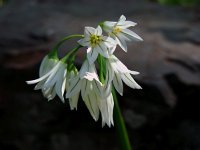 Allium triquetrum 44, Driekantige look, Saxifraga-Ed Stikvoort