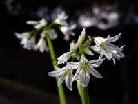Allium triquetrum 45, Driekantig look, Saxifraga-Ed Stikvoort