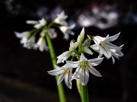 Allium triquetrum 45, Driekantige look, Saxifraga-Ed Stikvoort