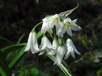 Allium triquetrum 48, Driekantige look, Saxifraga-Ed Stikvoort