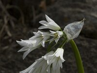 Allium triquetrum 7, Driekantig look, Saxifraga-Willem van Kruijsbergen
