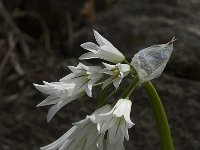 Allium triquetrum 7, Driekantige look, Saxifraga-Willem van Kruijsbergen