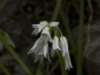 Allium triquetrum 8, Driekantig look, Saxifraga-Willem van Kruijsbergen