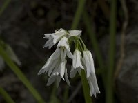 Allium triquetrum 8, Driekantige look, Saxifraga-Willem van Kruijsbergen