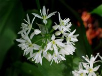 Allium ursinum 14, Daslook, Saxifraga-Jasenka Topic