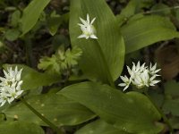 Allium ursinum 2, Daslook, Saxifraga-Jan van der Straaten