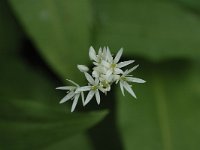 Allium ursinum 25, Daslook, Saxifraga-Bas Klaver