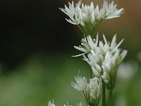Allium ursinum 26, Daslook, Saxifraga-Bas Klaver