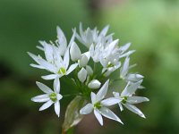 Allium ursinum 27, Daslook, Saxifraga-Bart Vastenhouw