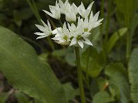 Allium ursinum 3, Daslook, Saxifraga-Jan van der Straaten