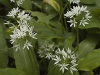 Allium ursinum 4, Daslook, Saxifraga-Jan van der Straaten