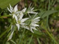 Allium ursinum 73, Daslook, Saxifraga-Jan van der Straaten