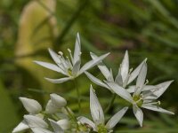Allium ursinum 74, Daslook, Saxifraga-Jan van der Straaten
