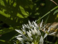 Allium ursinum 75, Daslook, Saxifraga-Jan van der Straaten