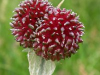 Allium vineale 6, Kraailook, Saxifraga-Ed Stikvoort