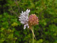 Allium vineale 7, Kraailook, Saxifraga-Ed Stikvoort
