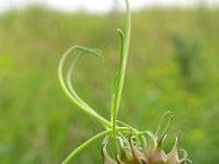 Allium vineale 9, Kraailook, Saxifraga-Ed Stikvoort