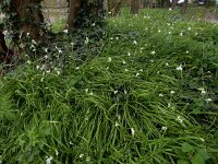 Allium zebdanense 4, Bochtig look, Saxifraga-Ed Stikvoort