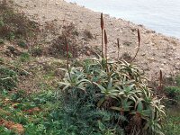 Aloe arborescens 9, Saxifraga-Piet Zomerdijk
