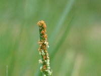 Alopecurus aequalis 1, Rosse vossenstaart, Saxifraga-Jasenka Topic