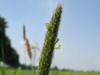 Alopecurus geniculatus, Water Foxtail