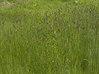Alopecurus pratensis 3, Grote vossenstaart, Saxifraga-Jan van der Straaten