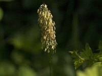 Alopecurus pratensis 41, Grote vossenstaart, Saxifraga-Jan van der Straaten