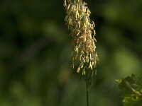 Alopecurus pratensis 42, Grote vossenstaart, Saxifraga-Jan van der Straaten