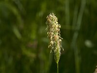 Alopecurus pratensis 43, Grote vossenstaart, Saxifraga-Jan van der Straaten