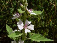 Althaea officinalis 23, Heemst, Saxifraga-Ed Stikvoort