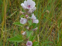 Althaea officinalis 24, Heemst, Saxifraga-Ed Stikvoort