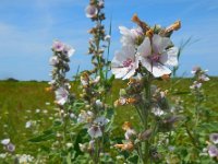 Althaea officinalis 26, Heemst, Saxifraga-Ed Stikvoort