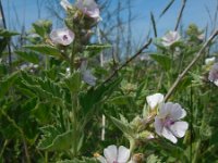 Althaea officinalis 27, Heemst, Saxifraga-Ed Stikvoort