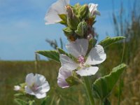 Althaea officinalis 28, Heemst, Saxifraga-Ed Stikvoort