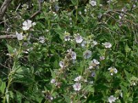 Althaea officinalis 29, Heemst, Saxifraga-Ed Stikvoort