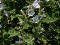 Althaea officinalis 39, Heemst, Saxifraga-Ed Stikvoort