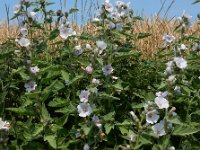 Althaea officinalis 40, Heemst, Saxifraga-Ed Stikvoort