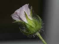 Althea rosea 2, Saxifraga-Rutger Barendse
