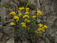 Alyssum montanum 10, Bergschildzaad, Saxifraga-Willem van Kruijsbergen