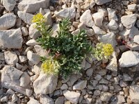 Alyssum montanum ssp pagense 9, Saxifraga-Jasenka Topic