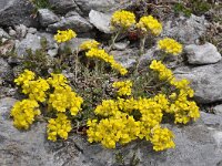 Alyssum montanum ssp repens 13, Saxifraga-Harry Jans