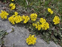 Alyssum montanum ssp repens 14, Saxifraga-Harry Jans