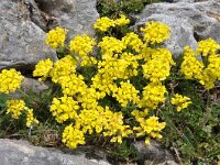 Alyssum montanum ssp repens 15, Saxifraga-Harry Jans